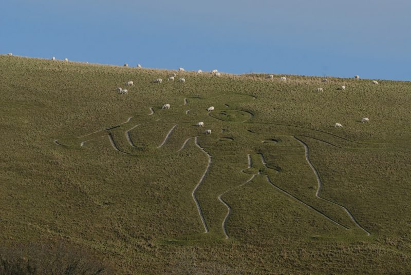 grassy hillside covered in sheep with a large chalk carving of a nude giant holding a large club overhead with a very large erect penis 