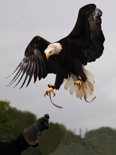 Eagle at Dorset Falconry Park