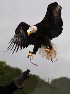 Eagle with black feathers and  white head with its wings spread open about to land on an outstretched hand with a leather glove at Dorset Falconry Park