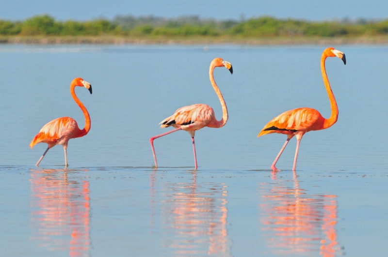 A row of American flamingos standing on one leg in a large lake in the Rio Lagartos, Mexico.