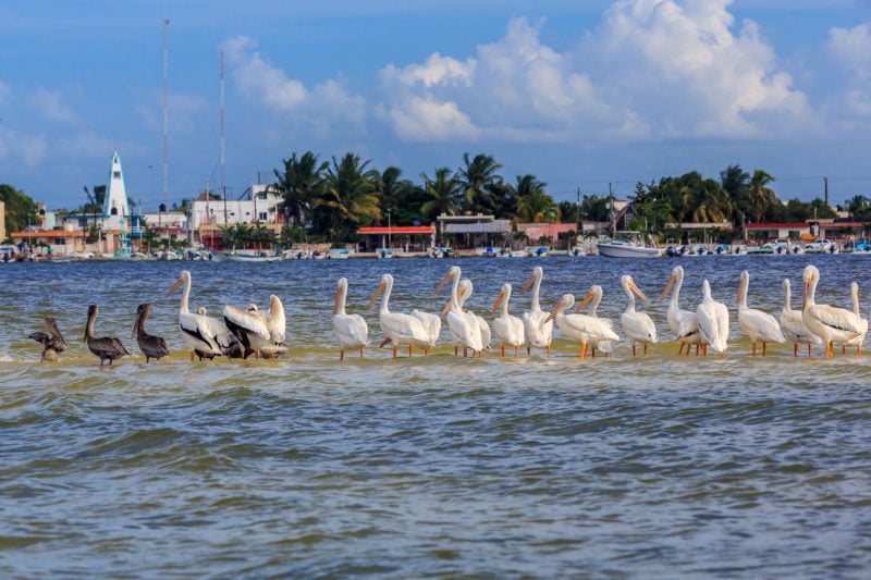 a row of pelicans on a sandbank in a river in front of a small town in mexico