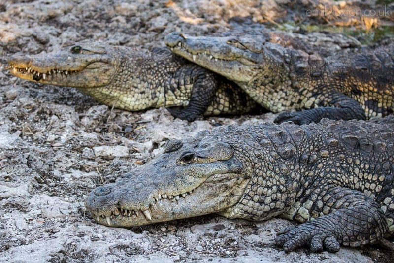 closeup of three crocodiles on a sandy floor