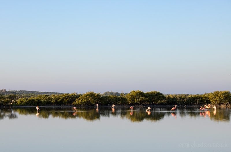 several flamingos in the distance standing on the far side of a wide river in front of a low tropical forest