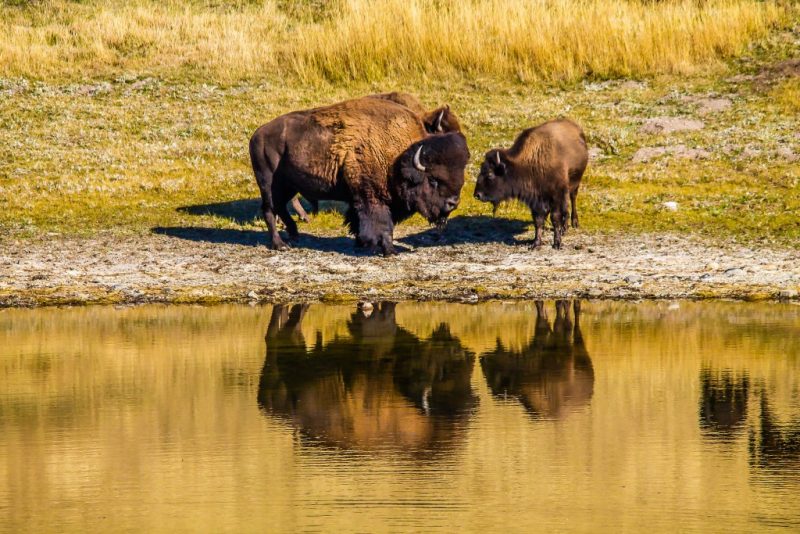 bison alberta canada