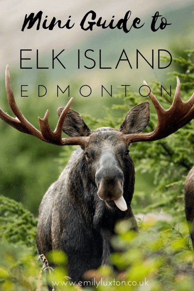 Discover Elk Island National Park in Edmonton