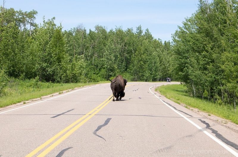 Elk Island National Park