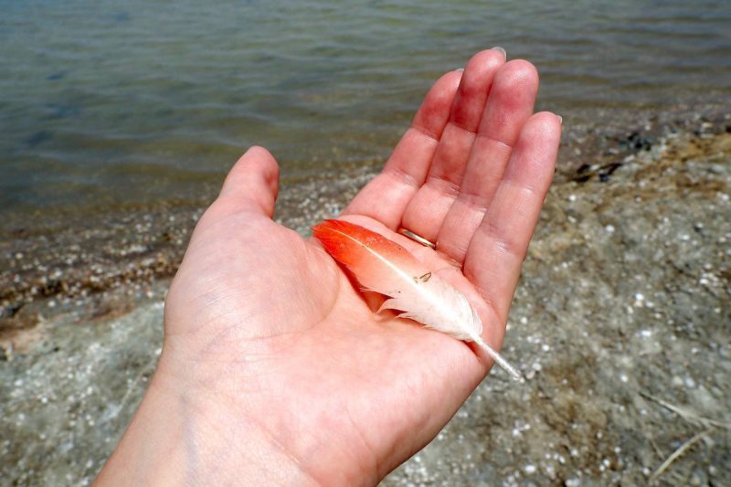 Margherita Di Savoia salt flats