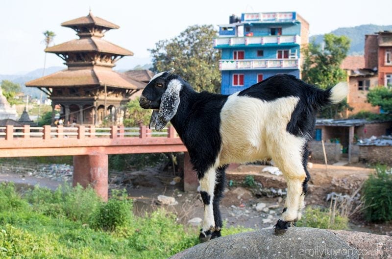 Falling for Nepal