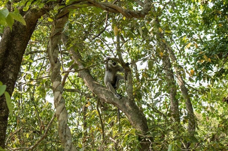 Chitwan National Park jungle safari