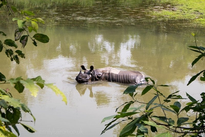 rhino chitwan national park