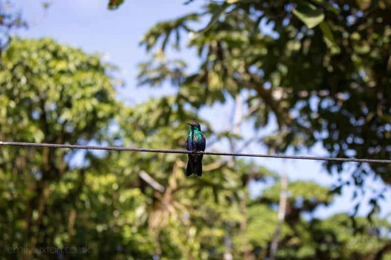 hummingbird at Villa Blanca