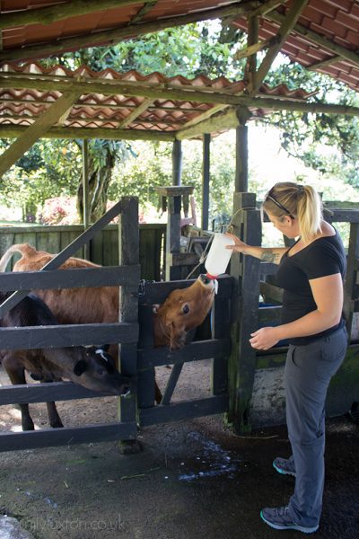 blonde girl feeding a baby cow