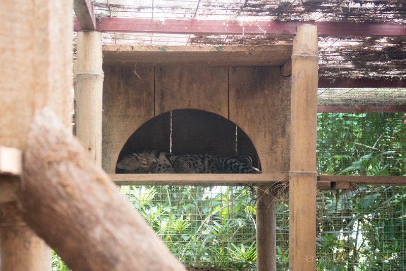 Jaguar Rescue Center Puerto Viejo