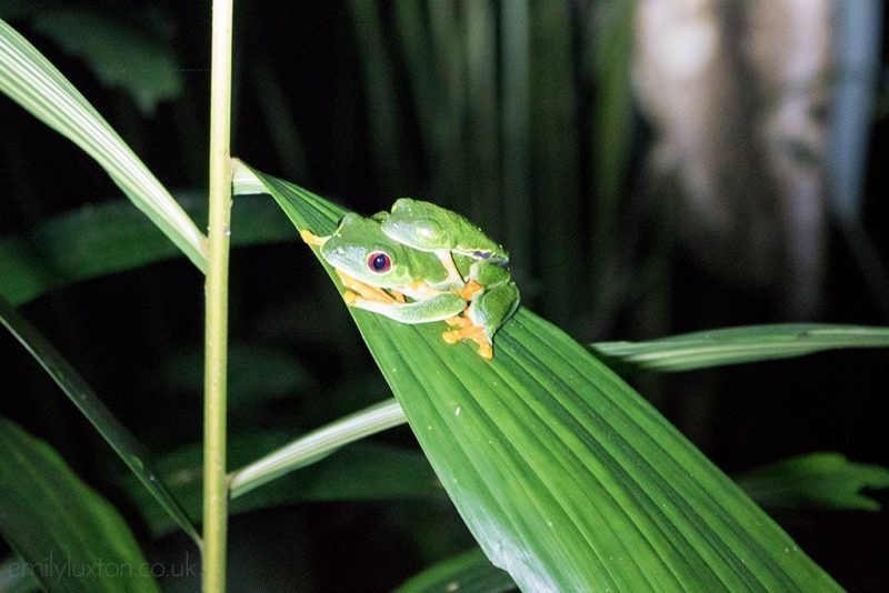 Alone in the Jungle - A Night at La Ceiba in Puerto Viejo