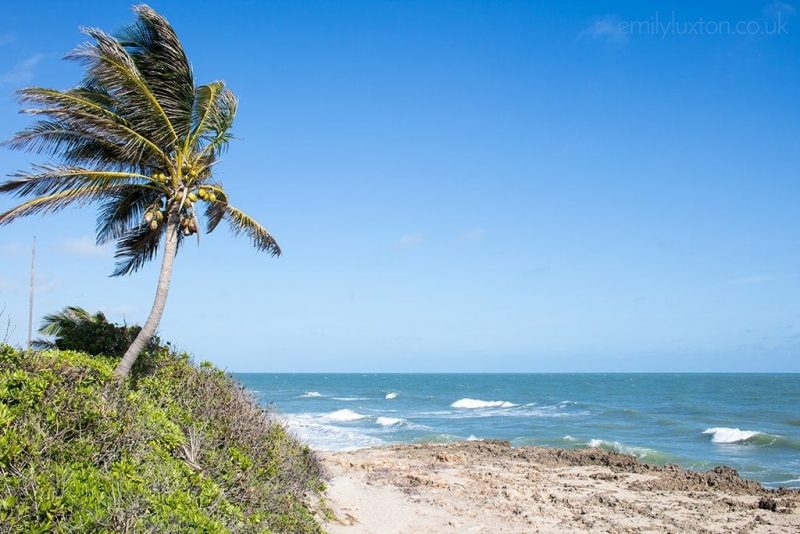 a palm tree sticking out of some bushes with fronds blowing in strong wind, next to a sandy beach and sea with small waves, on a very sunny day with an empty blue sky filling most of the frame