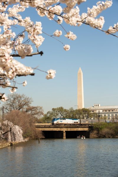Washington monument in the distance behind a river and some cherry blossoms on a sunny day with blue sky. Amtrak train from new york to new orleans