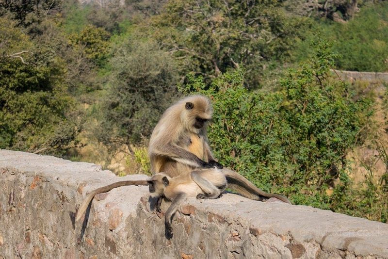 Maharajas' Express Tiger Safari