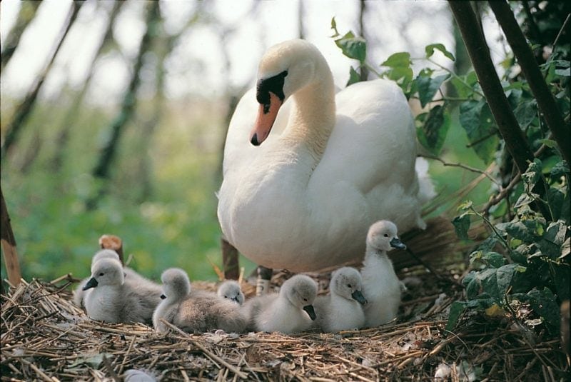 swan in a nest with 7 grey signet chicks in front and a woodland out of focus behind at Abbotsbury Swannery