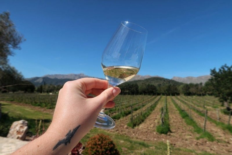 Hand holding a glass of white wine in front of a vineyard. Unusual things to do in Mallorca.