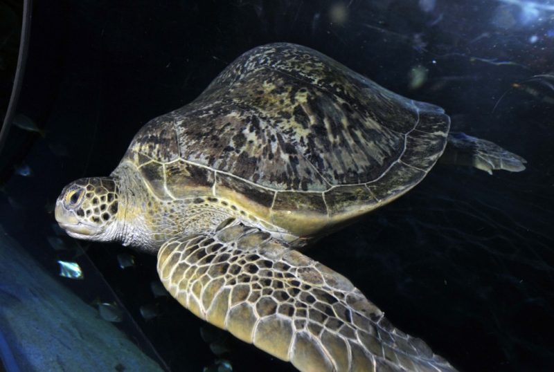 close up of a sea turtle in a dimly lit tank with a damaged shell that has a large lump on the top