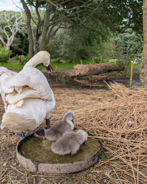 Swan with two baby cignets in a nest on a nature reserve at Abbotsbury Swannery