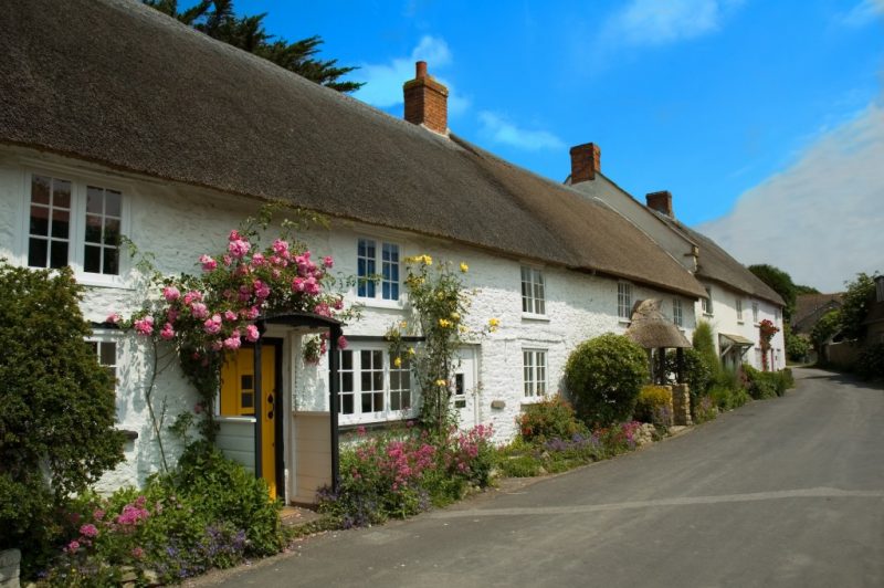 Thatched cottages with whitewashed walls covered in climbing pink and yellow rose buses next to a narrow road in Abbotsbury newar Weymouth in Dorset