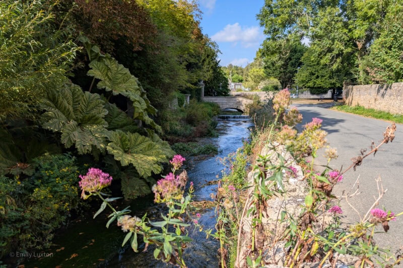 Paved road next to a river with trees on either side and pink flowers in front