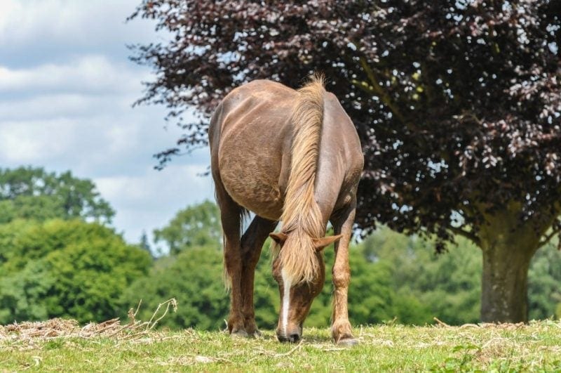 new forest scenic drive