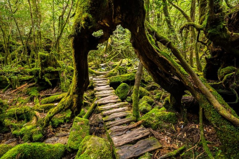 Yakushima Island Japan Off the Beaten Path