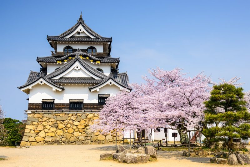 Japan Castle with cherry blossoms