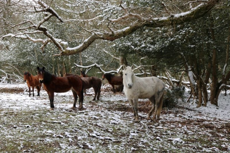 things to do in the New Forest in winter