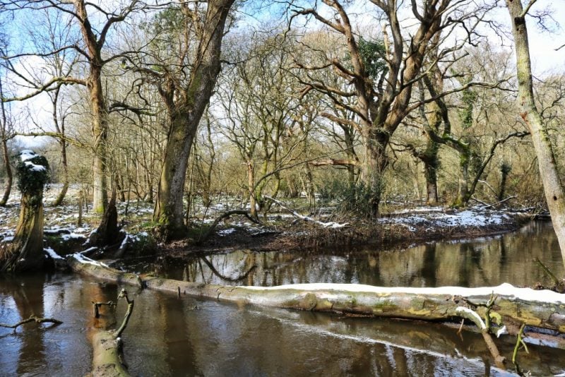 9 Things to do in the New Forest in Winter