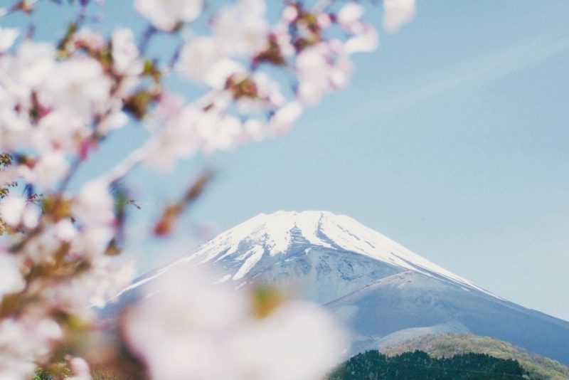 View of Mount Fuji with a snowcapped cone against a blue sky framed by out of focus pink cherry blossom flowers