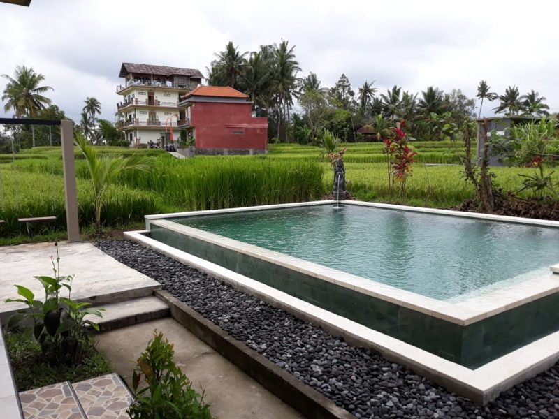 pool near rice fields at a hostel in Bali