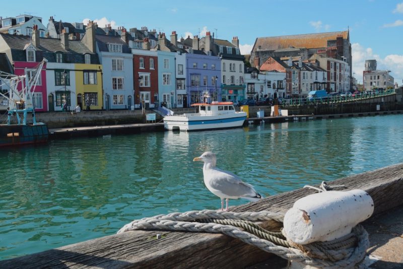 seagull on a wooden wall in front of Weymouth Harbour with blue green water and a white fishing boat moored. There is a row of narrow terraced three storey houses on the far side all painted in different colours. 