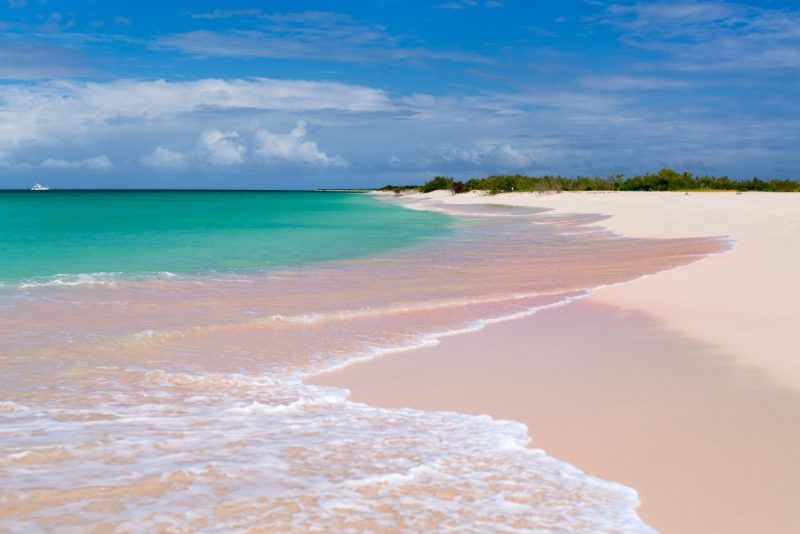 pink sand beach barbuda