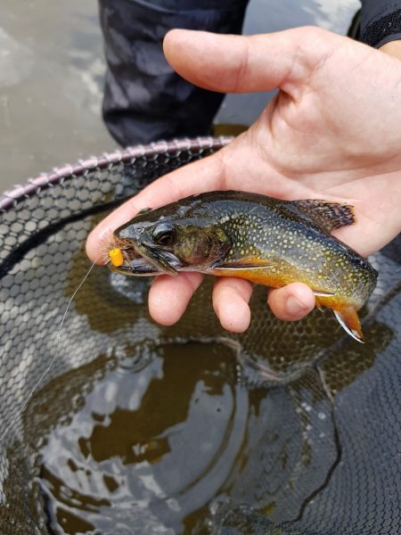 Fly Fishing Valle del Chiese Trentino Italy