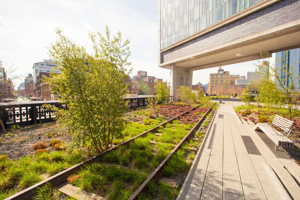 The High Line in NYC on a sunny day with grass an dbushes growing on the tracks of an old railway and a light grey paved walkway besite it with the corener of a large grey stone and glass building visible above the tracks. 