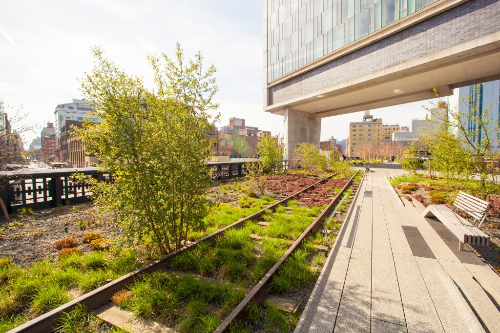 The High Line in NYC on a sunny day with grass an dbushes growing on the tracks of an old railway and a light grey paved walkway besite it with the corener of a large grey stone and glass building visible above the tracks.
