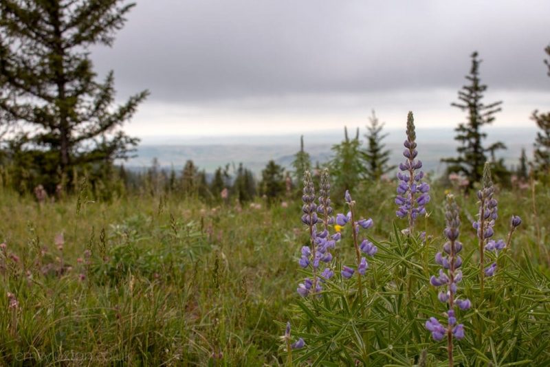 countryside in Alberta Canada