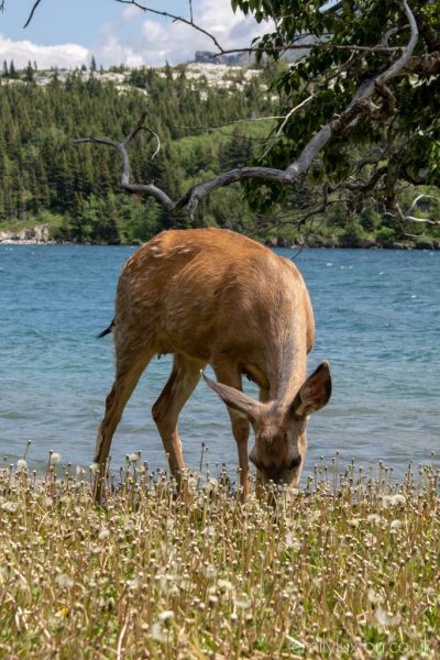 Waterton Lakes National Park Alberta