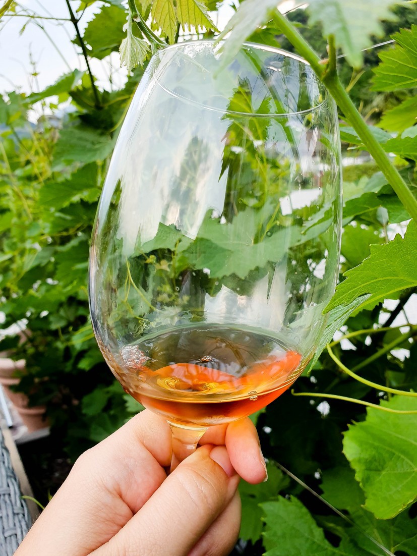 Glass of wine in vineyard