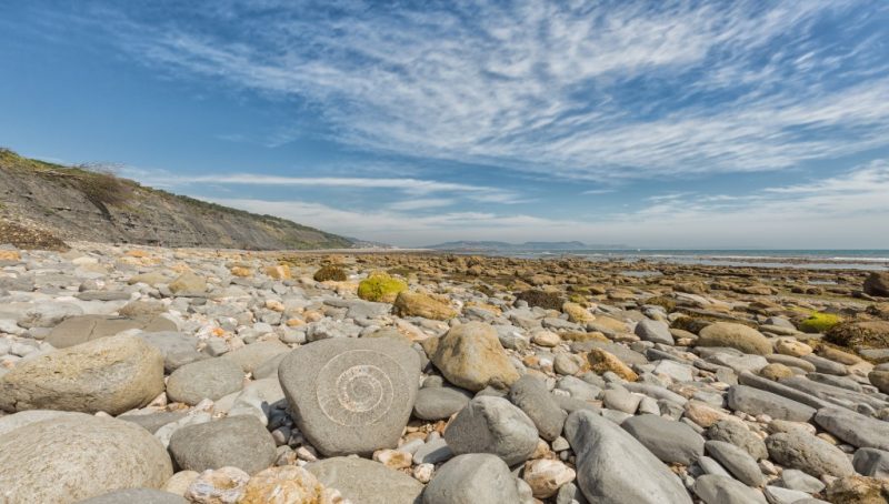 Spiral shaped ammonite fossil in a large grey rock on the beach at Lyme Regis