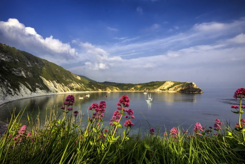 view of a large semi circle shaped bay surrounded by white chalky cliffs topped with grass, viewed from a grassy cliff top with pink wildflowers in the foreground