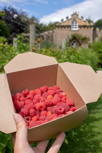Hand holding rasberries in punnet at Raby Castle with the raspberry bushes behind