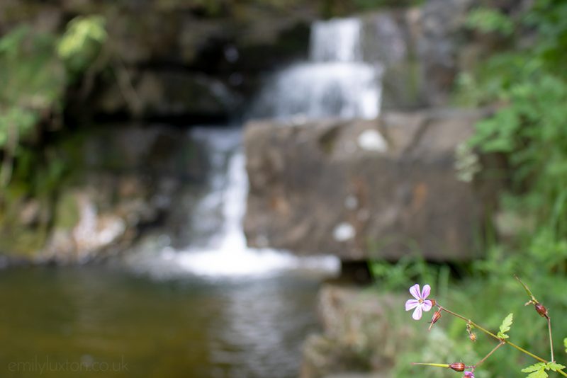 Close up of a small purple wildflower with a small waterfall out of focus behind near Bowlees Picnic Area