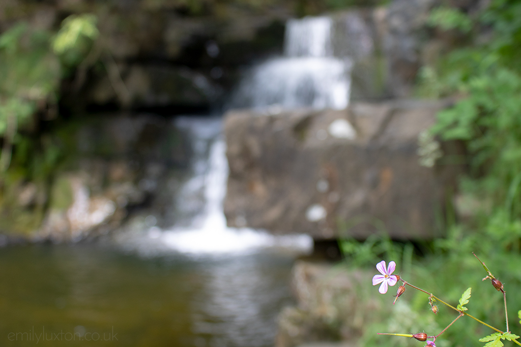 Bowlees Picnic Area