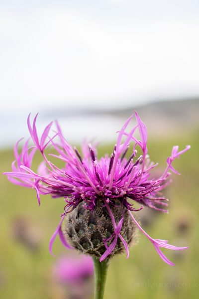 Close up of a purle thistle wildflower by the sea