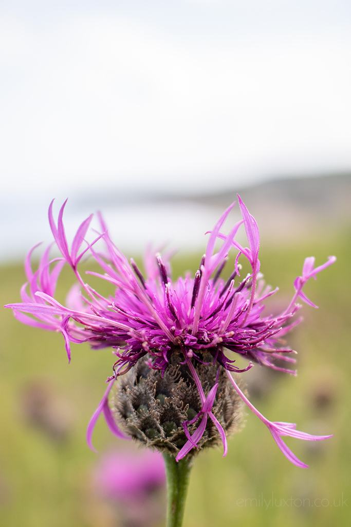 Wildflower by the sea