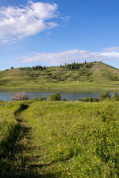 Cyplress Hills Alberta Canada